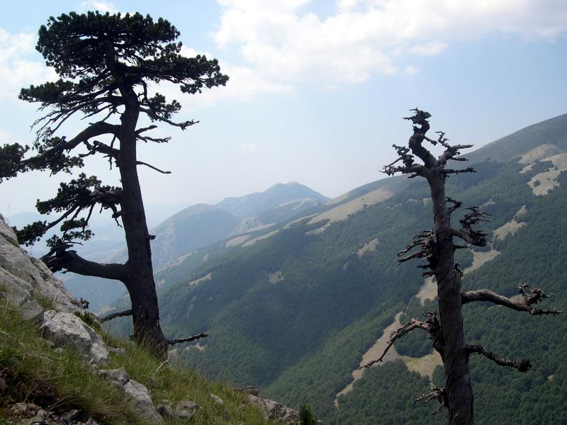 Pinus Leucodermis - PINO LORICATO